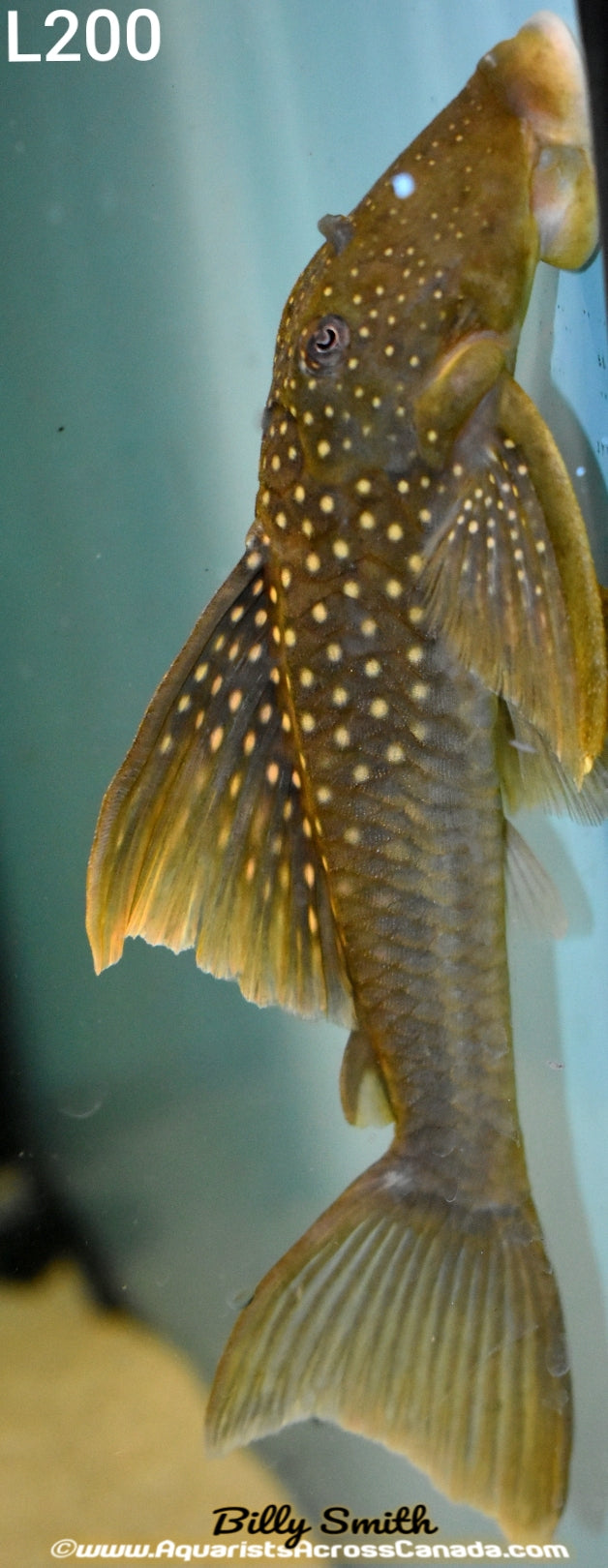 L200 HIGH FIN GREEN PHANTOM PLECO (Hemiancistrus subviridis) - Aquarists Across Canada