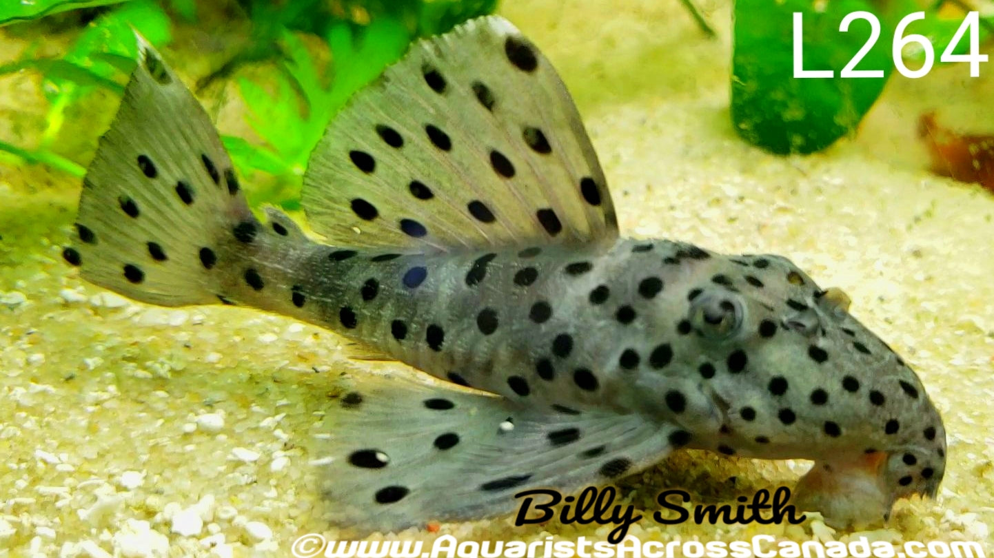 L264 SULTAN PLECO (Leporacanthicus joselimai) - Aquarists Across Canada