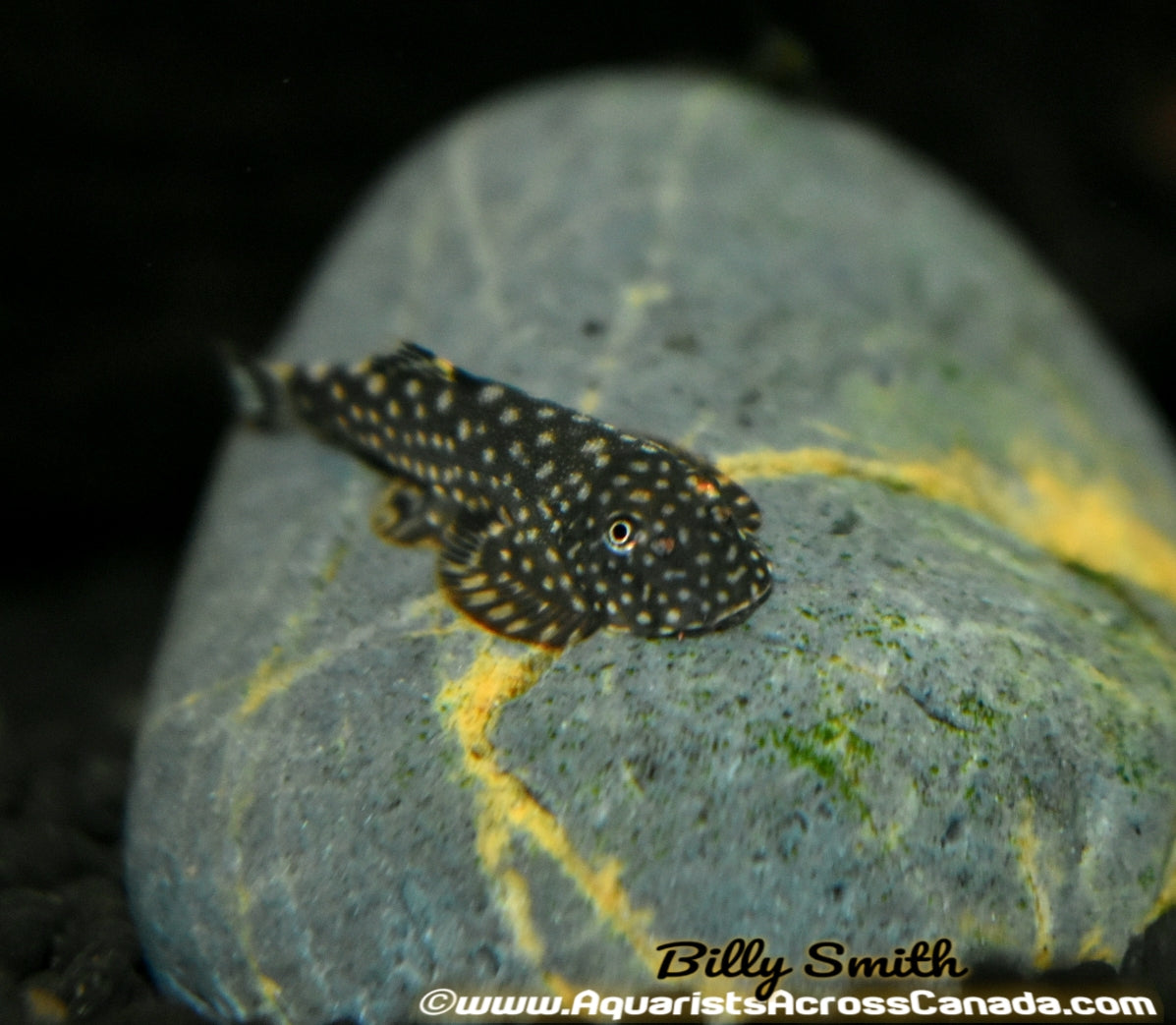 HILLSTREAM LOACH (Gastromyzon Myersi) - Aquarists Across Canada