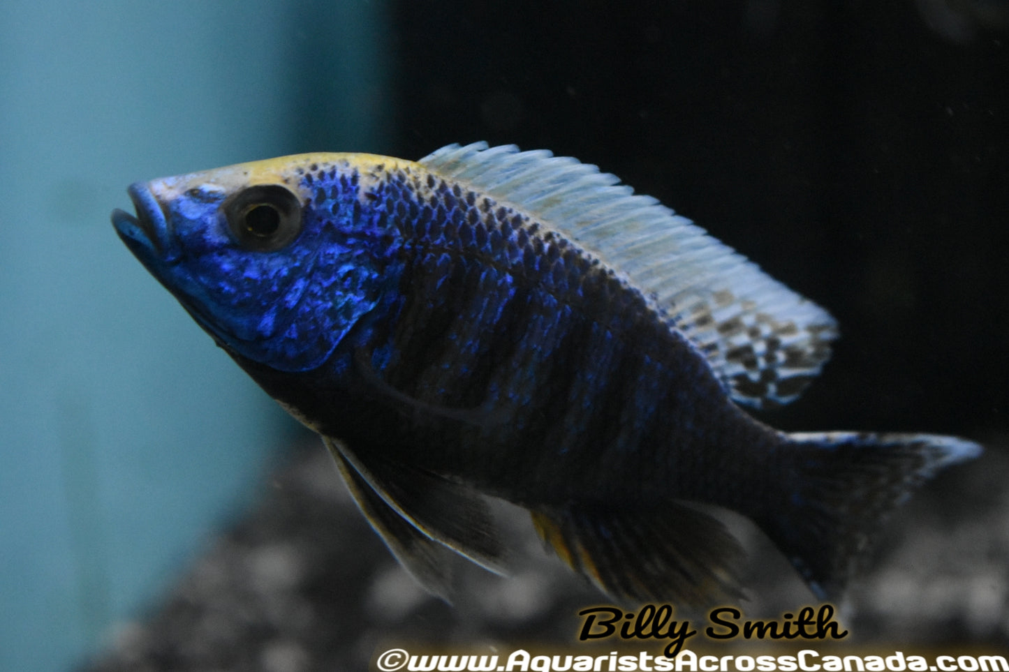 PROTOMELAS SPILONOTUS "MARA ROCKS SULFURHEAD" (HOUSEBRED, F1) 2" - Aquarists Across Canada