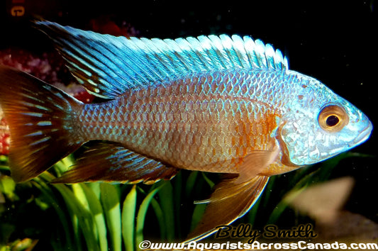 AULONOCARA .SP TURKIS (HOUSEBRED, DOMESTIC) 2" - Aquarists Across Canada