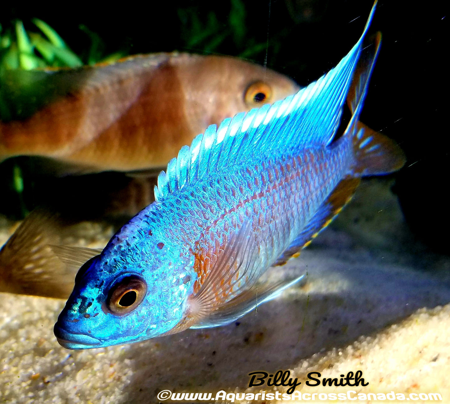 AULONOCARA .SP TURKIS (HOUSEBRED, DOMESTIC) 2" - Aquarists Across Canada