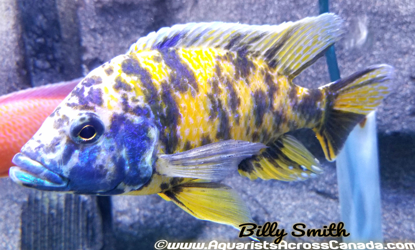 AULONOCARA .SP "ORANGE BLOTCH" (HOUSEBRED, DOMESTIC) 1.5" UNSEXED - Aquarists Across Canada