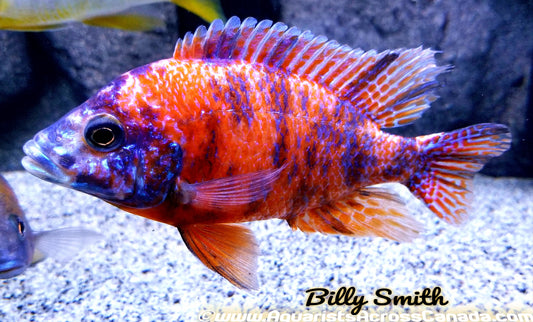 AULONOCARA .SP "ORANGE BLOTCH" (HOUSEBRED, DOMESTIC) 6" MALE - Aquarists Across Canada