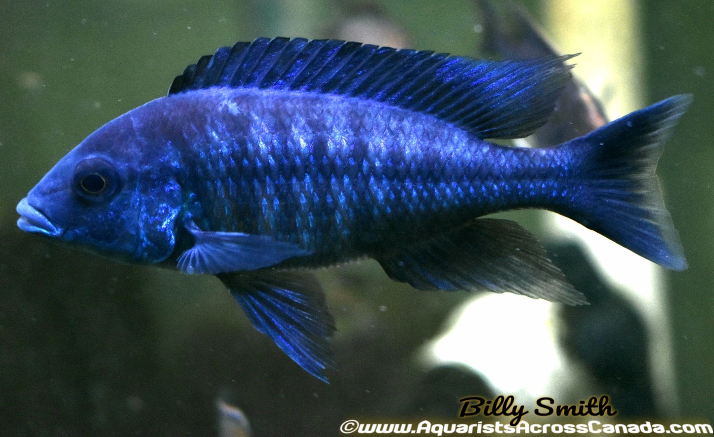 PROTOMELAS ANNECTENS (WILD CAUGHT) - Aquarists Across Canada