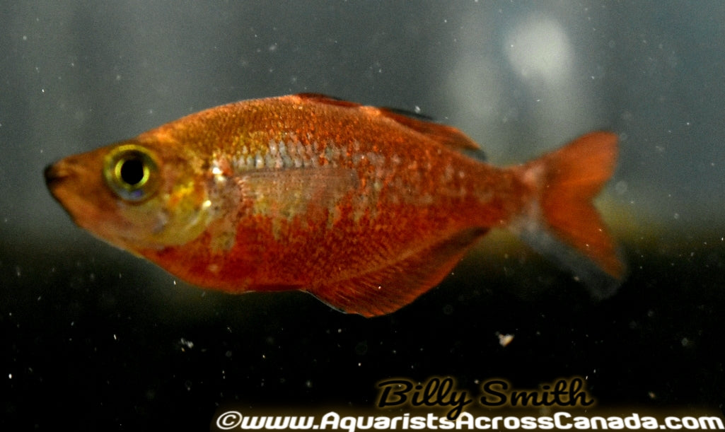 RED IRIAN RAINBOW (Glossolepis incisus) - Aquarists Across Canada