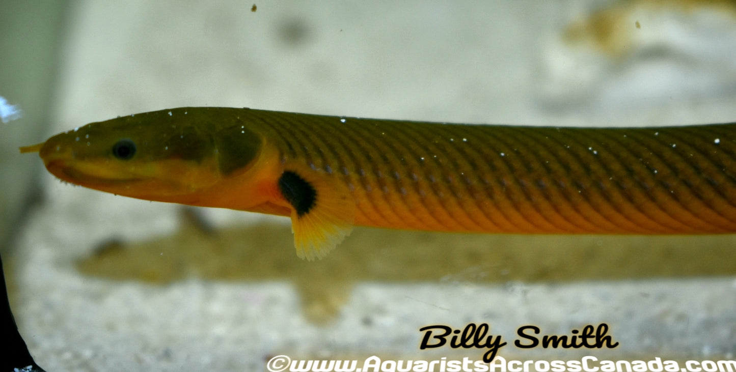 ROPE FISH (Erpetoichthys calabaricus) - Aquarists Across Canada