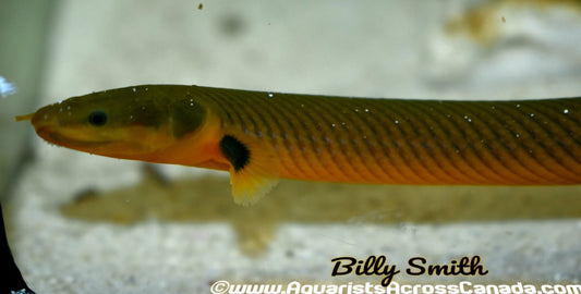 ROPE FISH (Erpetoichthys calabaricus) - Aquarists Across Canada