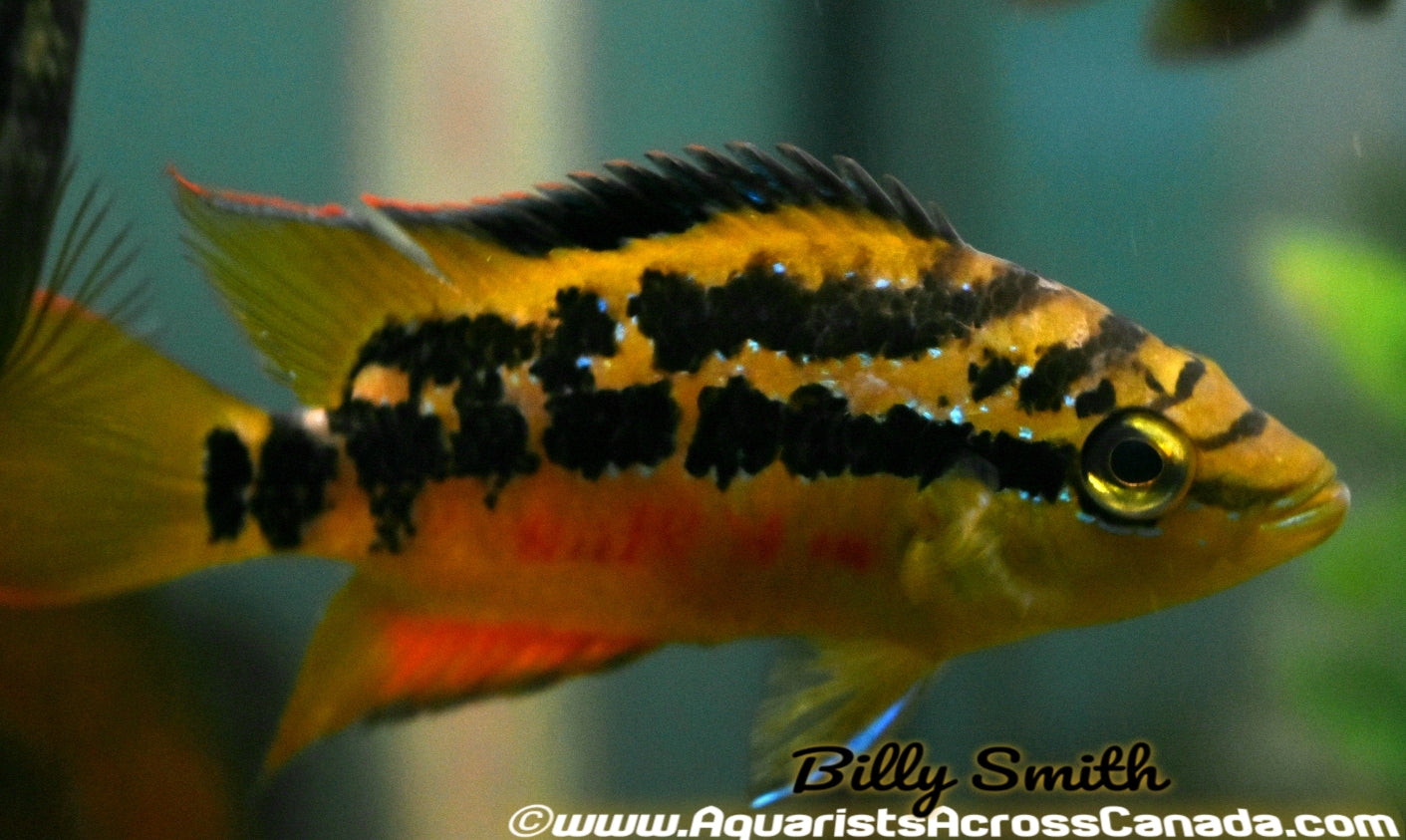 SALVINI CICHLID (Cichlasoma salvini) 3" - Aquarists Across Canada