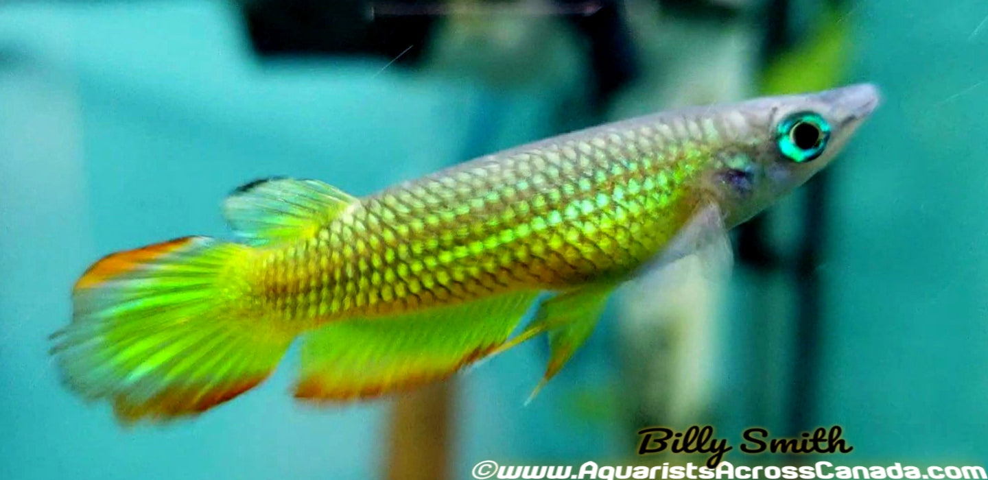 STRIPED PANCHAX KILLIFISH (Aplocheilus lineatus) - Aquarists Across Canada