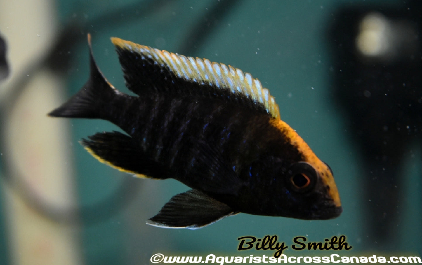 AULONOCARA MAYLANDI ECCLES REEF *SULFURHEAD* (HOUSEBRED F1) 2" UNSEXED - Aquarists Across Canada