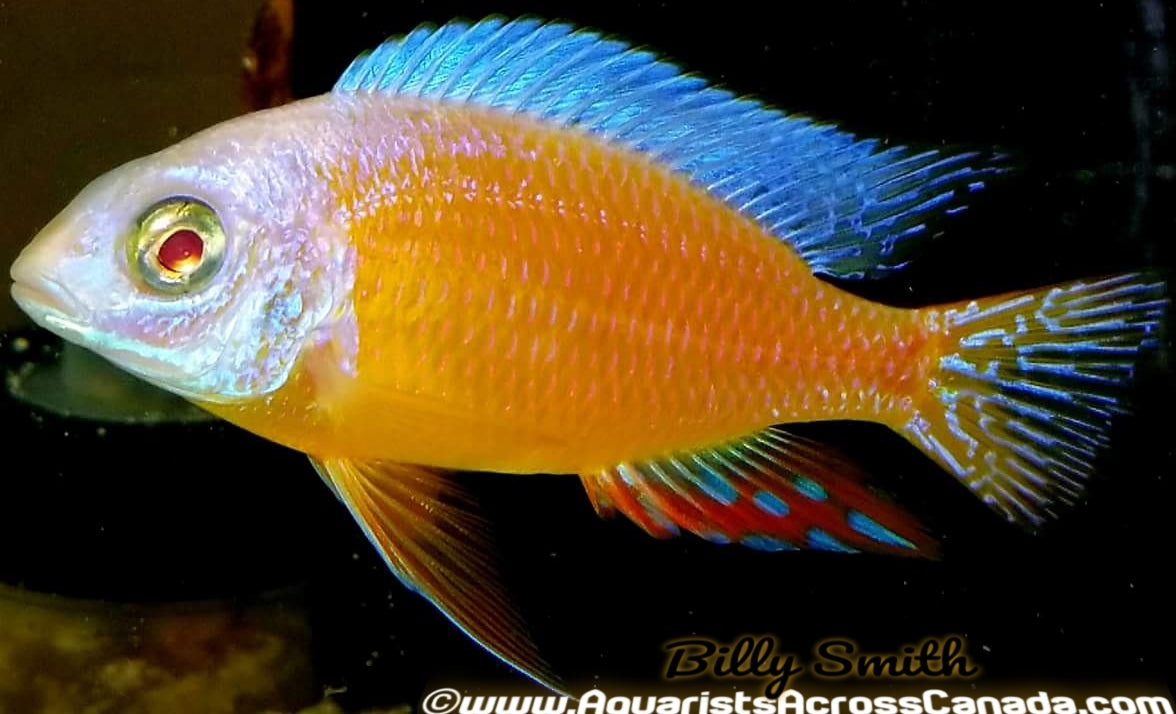 PROTOMELAS. SP STEVENI TAIWAN *TAIWAN REEF ALBINO* (HOUSEBRED, DOMESTIC) 3.5-4" MALE - Aquarists Across Canada