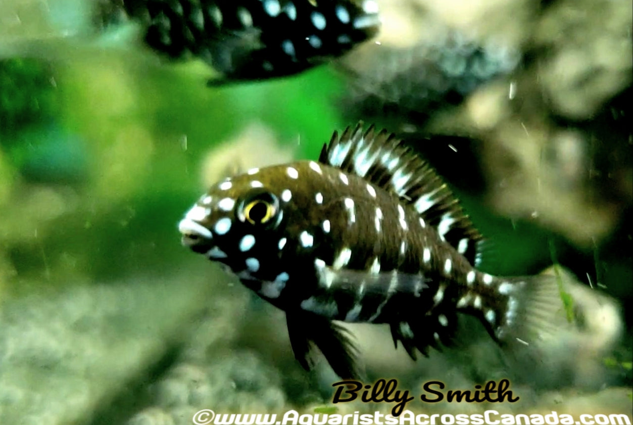 TROPHEUS. SP DUBOISI - Aquarists Across Canada