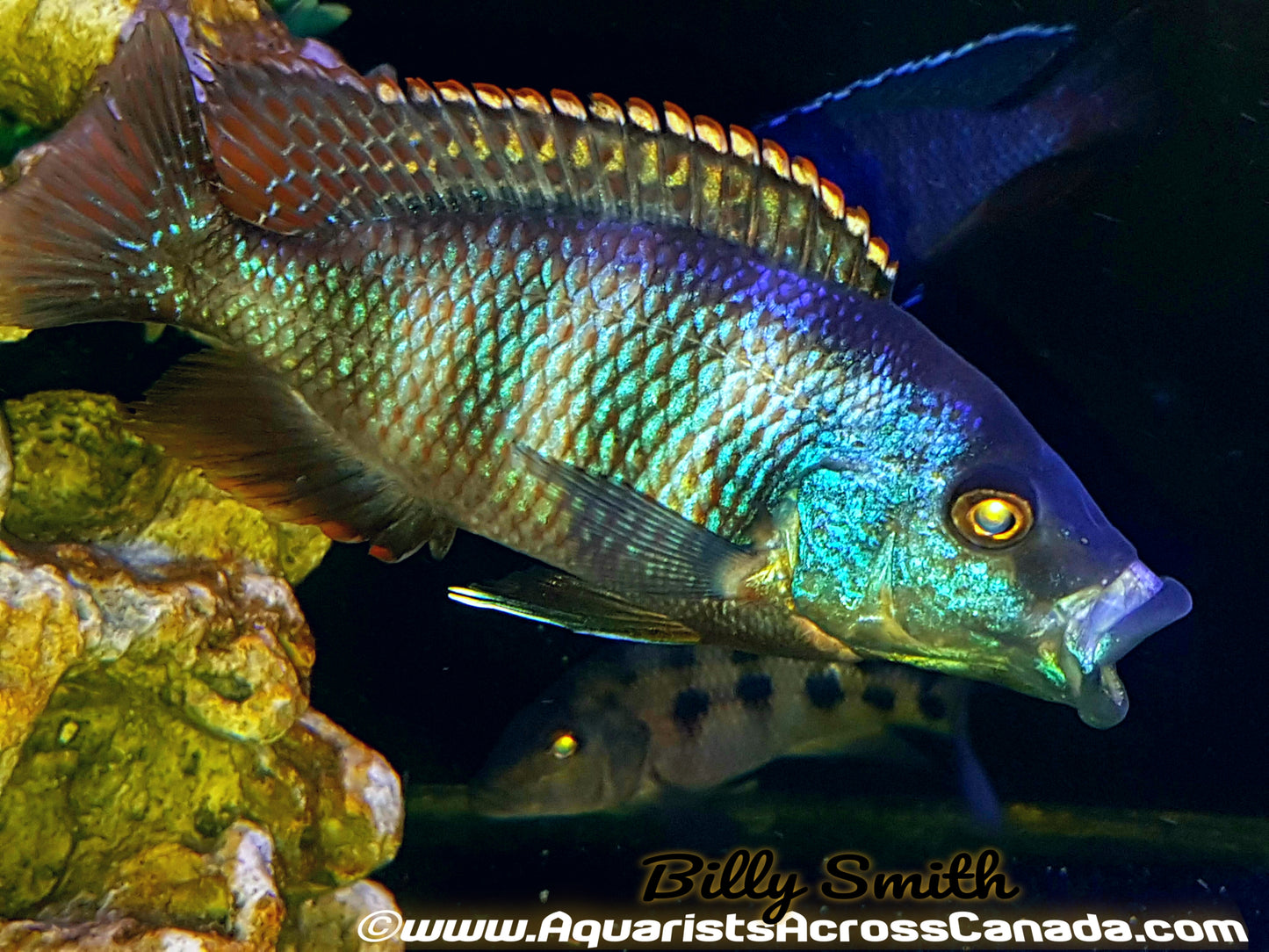 PLACIDOCHROMIS MILOMO *VC-10* (HOUSEBRED DOMESTIC) 4.5" MALE - Aquarists Across Canada