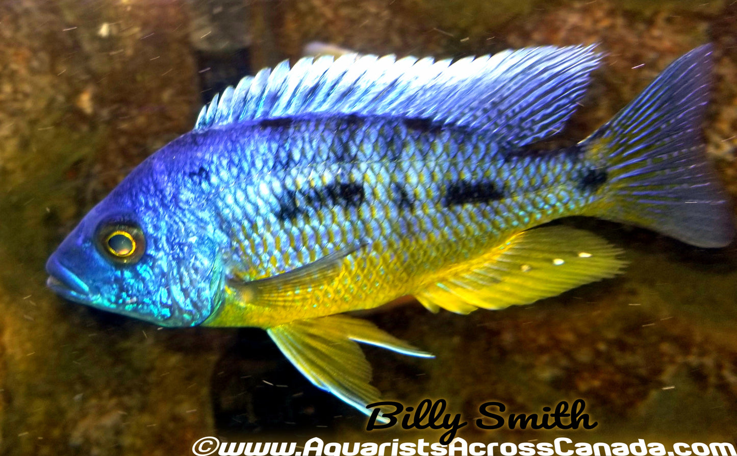 PROTOMELAS SPILONOTUS *TANZANIA* LIULI (HOUSEBRED F1) 2" UNSEXED - Aquarists Across Canada