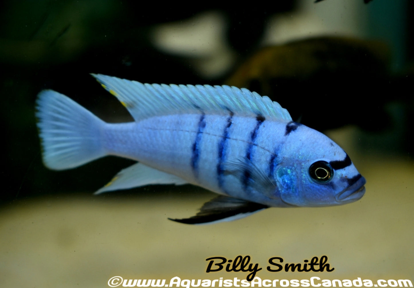 CYNOTILAPIA .SP HARA *GALLIREYA REEF* (WHITE TOP HARA) - Aquarists Across Canada