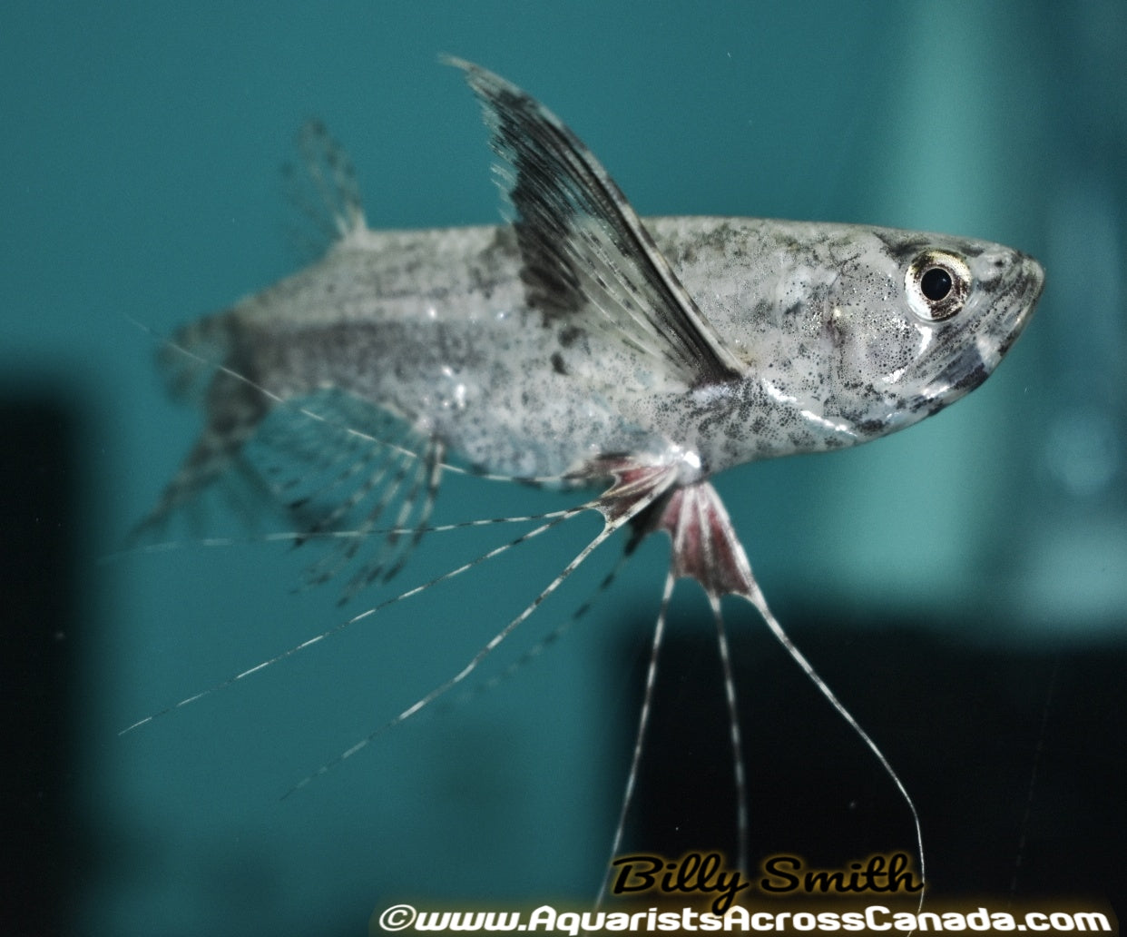 Catfish – Aquarists Across Canada