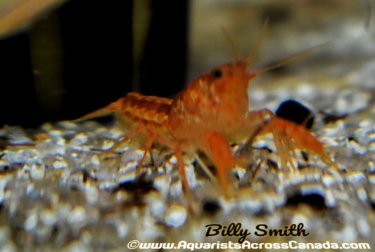 ORANGE DWARF CRAYFISH (Cambarellus patzcuarensis) - Aquarists Across Canada