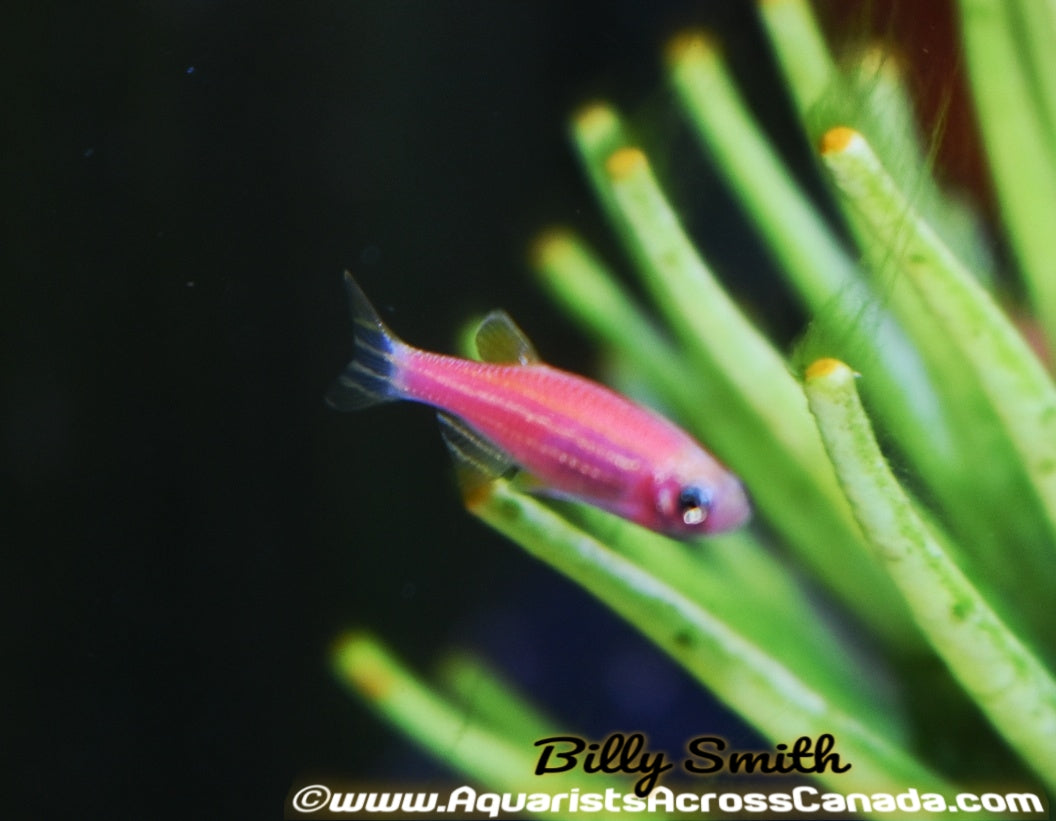 GLO RED ZEBRA DANIO (Danio rerio. sp) - Aquarists Across Canada
