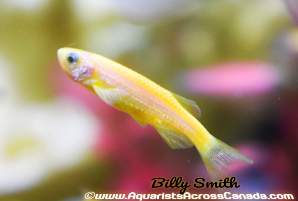 GLO YELLOW DANIO (Danio rerio. sp) - Aquarists Across Canada