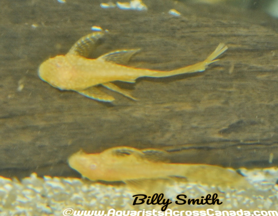 BRISTLENOSE *ALBINO LONGFIN* (Ancistrus .sp) - Aquarists Across Canada