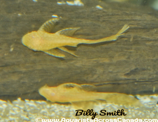BRISTLENOSE *ALBINO LONGFIN* (Ancistrus .sp) - Aquarists Across Canada