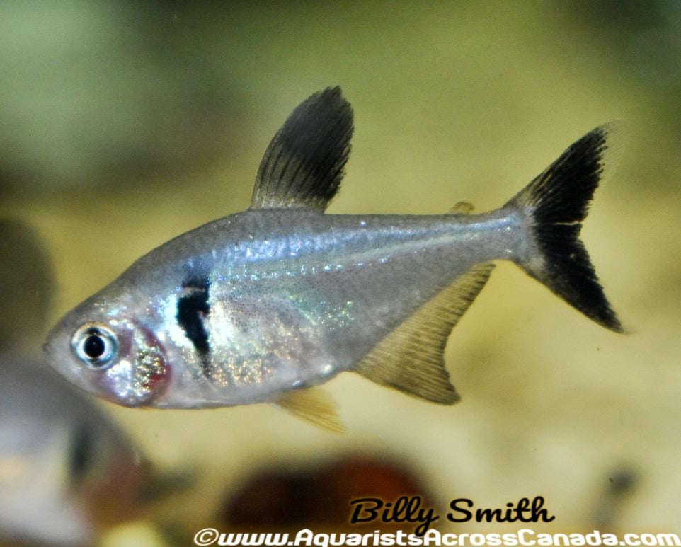 BLACK PHANTOM TETRA (Hyphessobrycon megalopterus) - Aquarists Across Canada