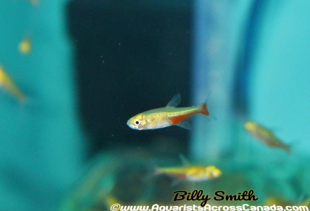 GREEN FIRE TETRA (Aphyocharax rathbuni) - Aquarists Across Canada