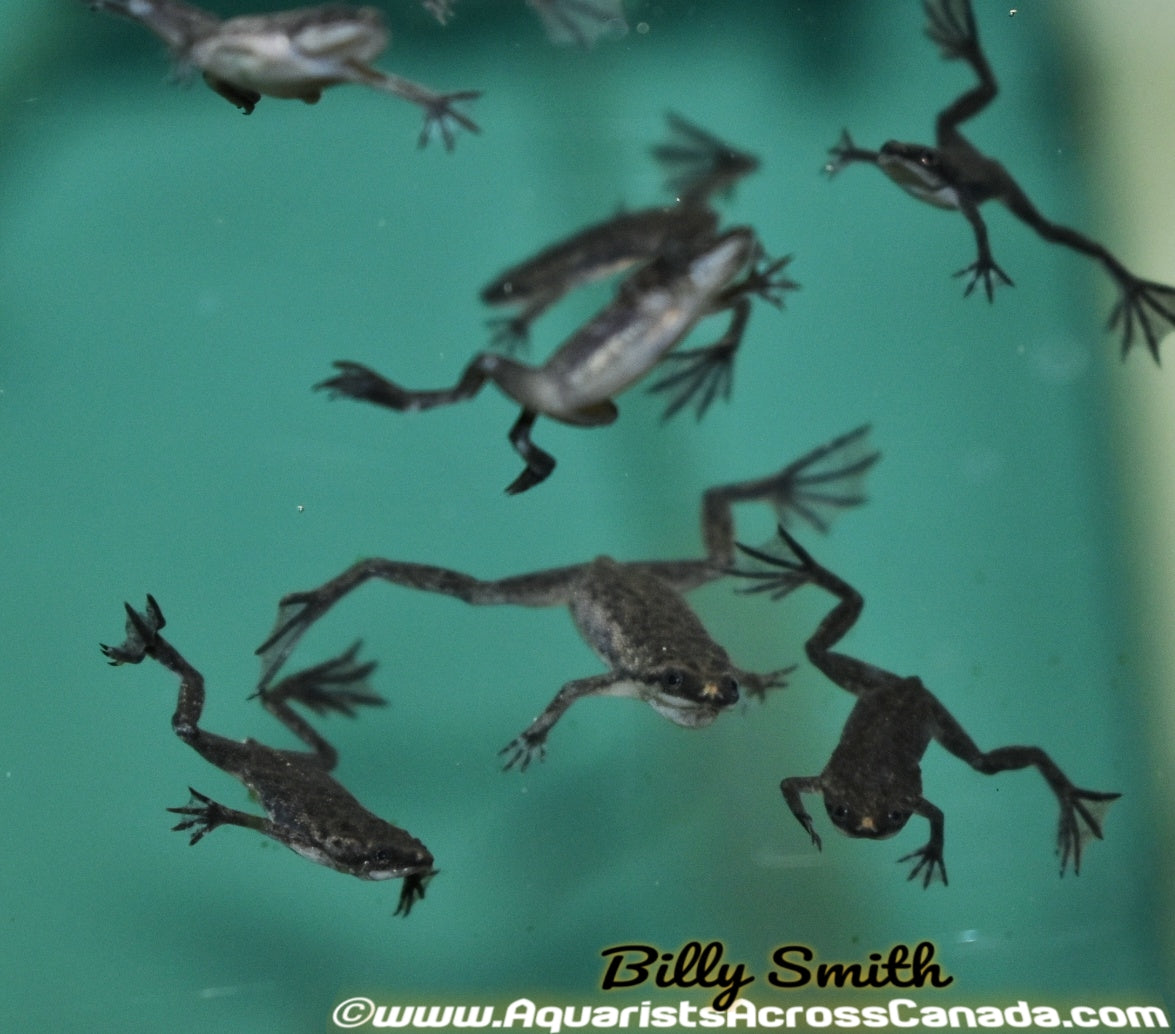 DWARF AQUATIC FROG (Hymenochirus boettgeri) - Aquarists Across Canada
