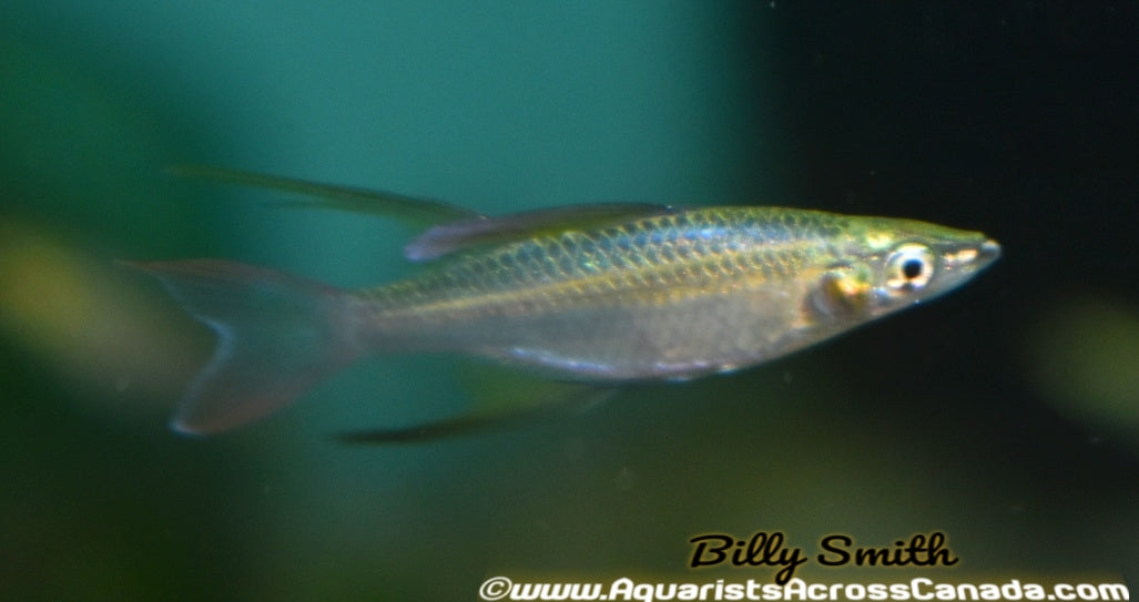 THREADFIN RAINBOW (Iriatherina werneri) - Aquarists Across Canada