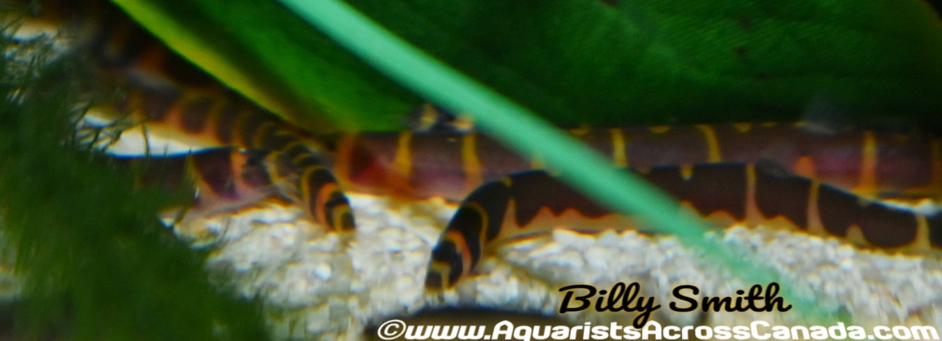 KUHLI LOACH (Pangio semicincta) - Aquarists Across Canada