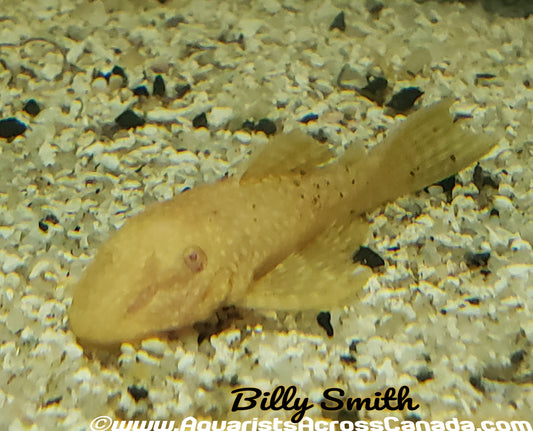 BRISTLENOSE *ALBINO* (Ancistrus. Sp) 3-4" - Aquarists Across Canada