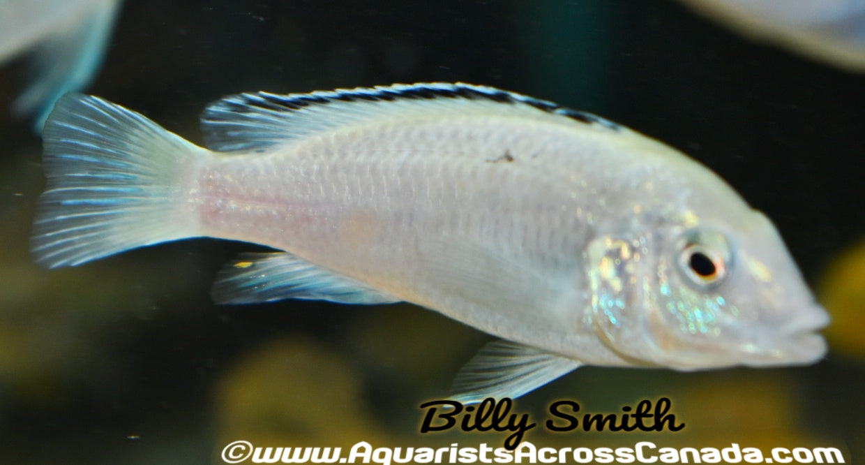 LABIDOCHROMIS CAERULEUS "NKHATA BAY" F1 - Aquarists Across Canada