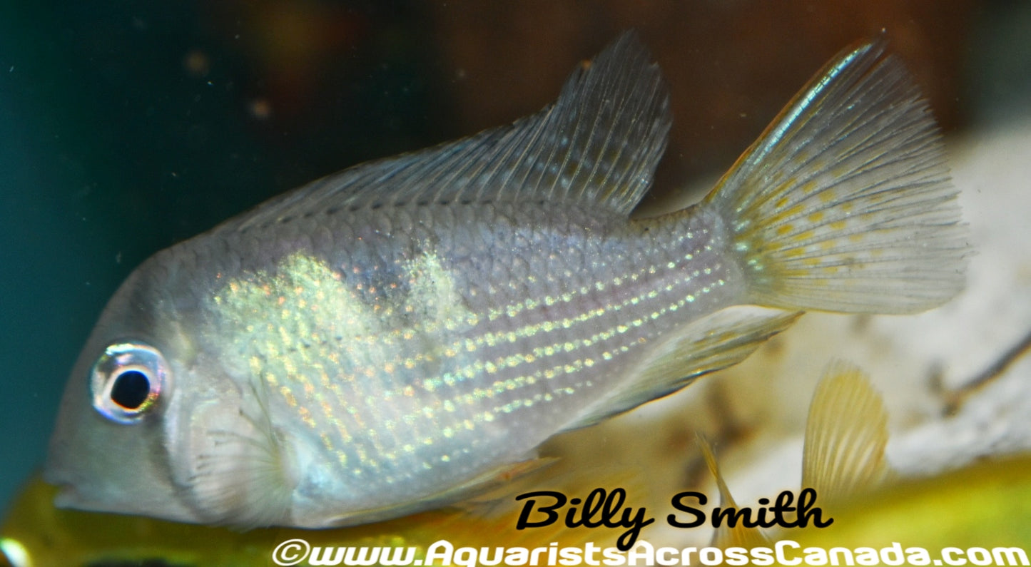 BLUE GUIANACARA *Guianacara owroewefi* - Aquarists Across Canada