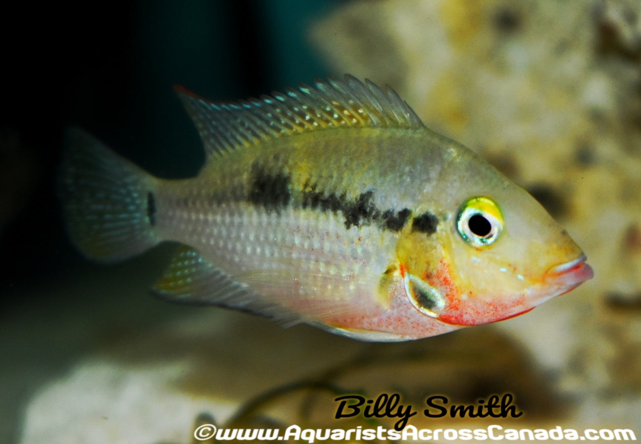 FIREMOUTH (Thorichthys meeki) - Aquarists Across Canada