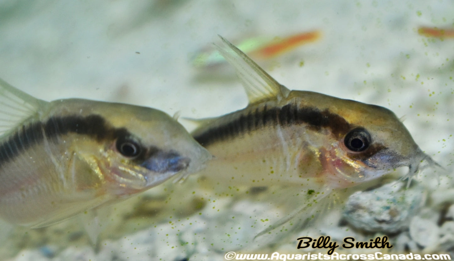 SKUNK CORYDORA (Corydoras Arcuatus C020) - Aquarists Across Canada