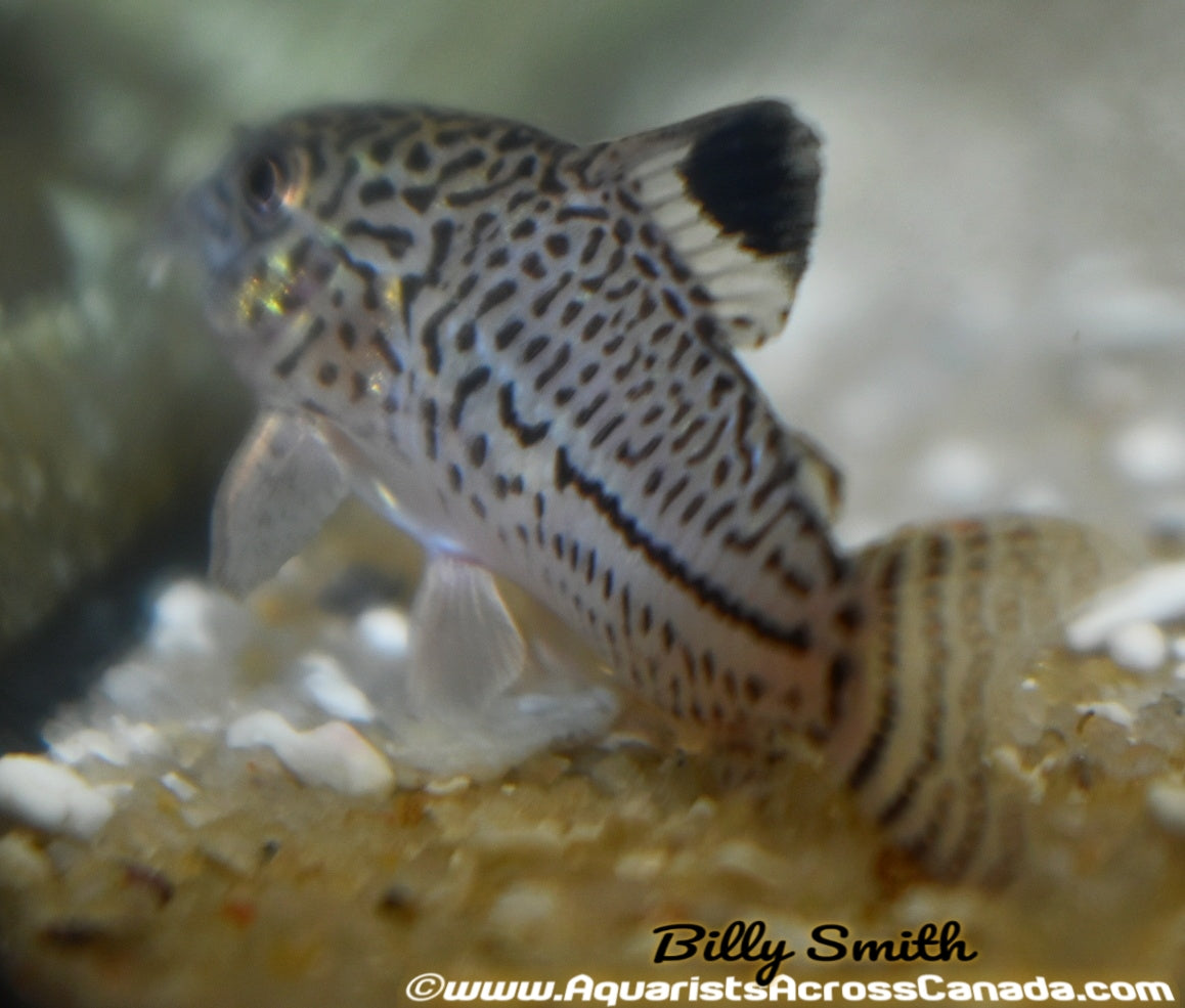 FALSE JULII CORYDORA (Corydoras trilineatus) - Aquarists Across Canada