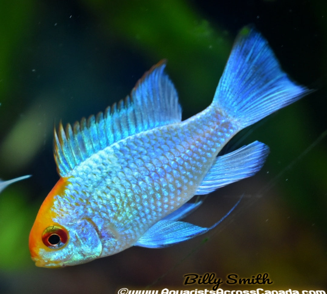 ELECTRIC BLUE RAM (Microgeophagus ramirezi. Sp) - Aquarists Across Canada