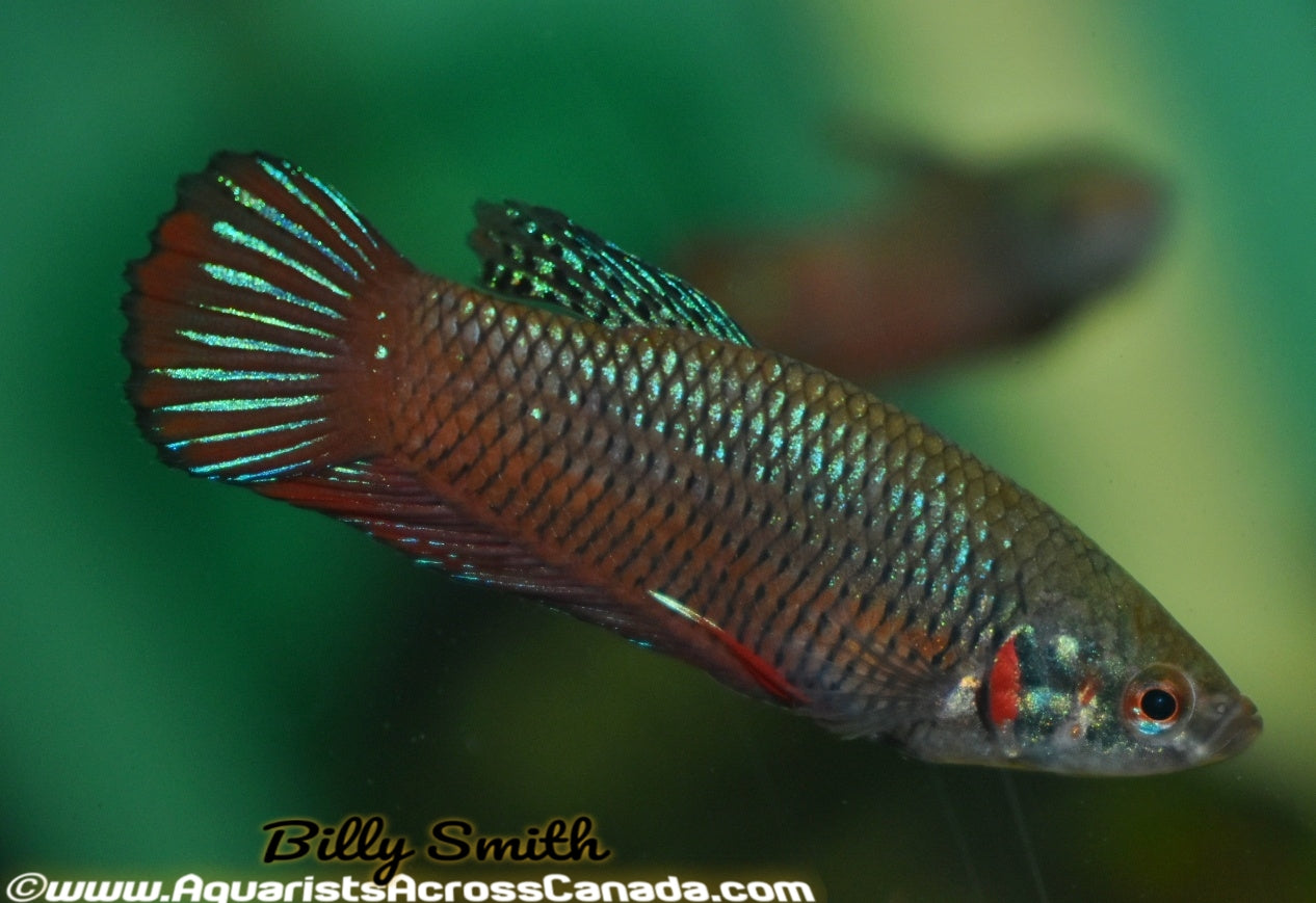 PEACEFUL BETTA (Betta Imbellis) - Aquarists Across Canada
