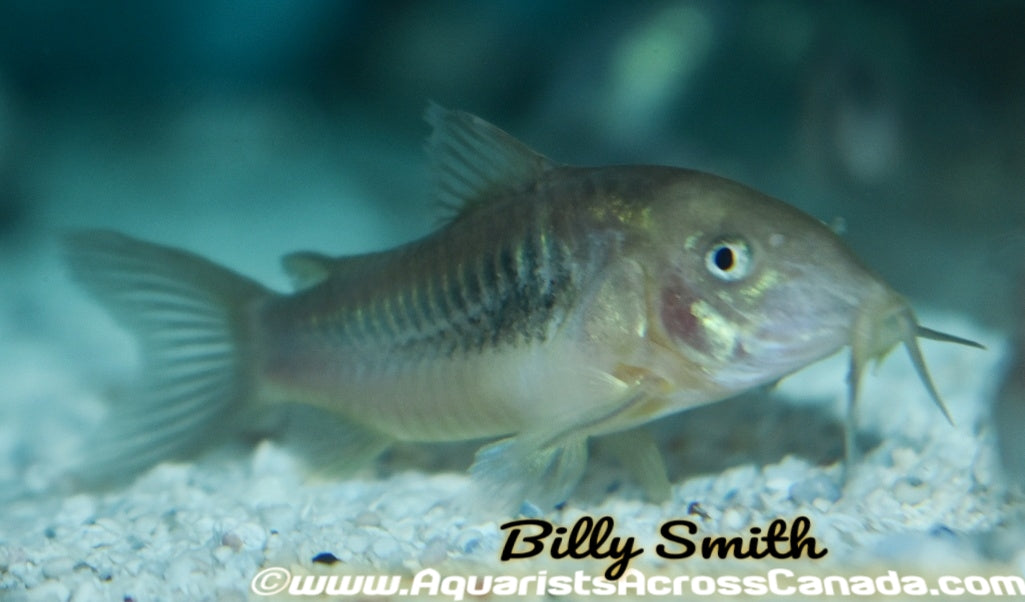 GREEN/BRONZE CORYDORA (Corydoras aeneus) - Aquarists Across Canada