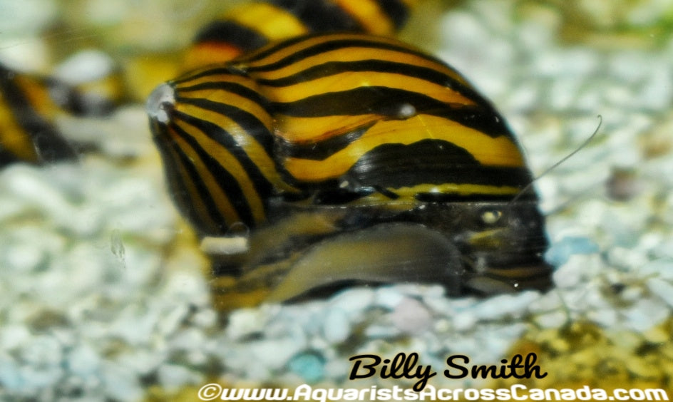 ZEBRA NERITE (Neritina natalensis) - Aquarists Across Canada