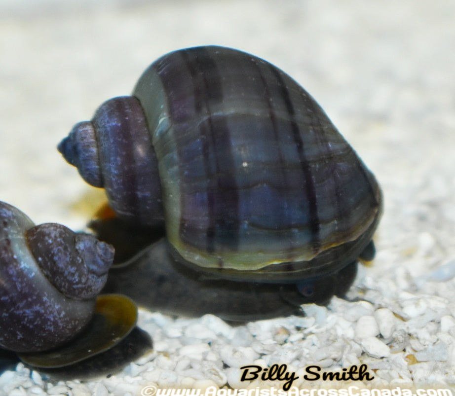 APPLE SNAILS (Pomacea maculata) MIXED COLORS - Aquarists Across Canada