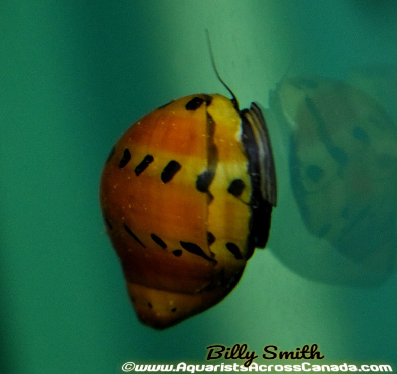ORANGE TRACK NERITES (Neritina natalensis) - Aquarists Across Canada