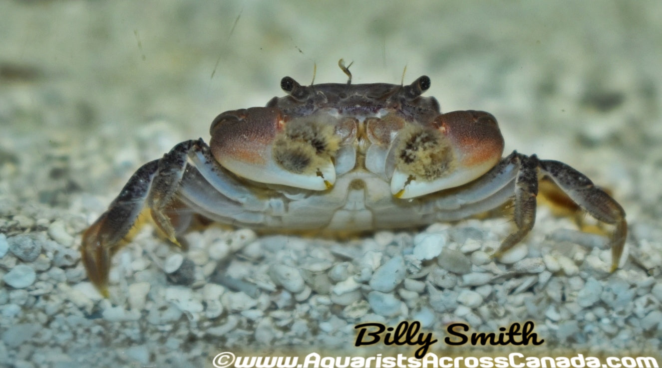 POMPOM CRAB (ptychognathus barbatus) - Aquarists Across Canada