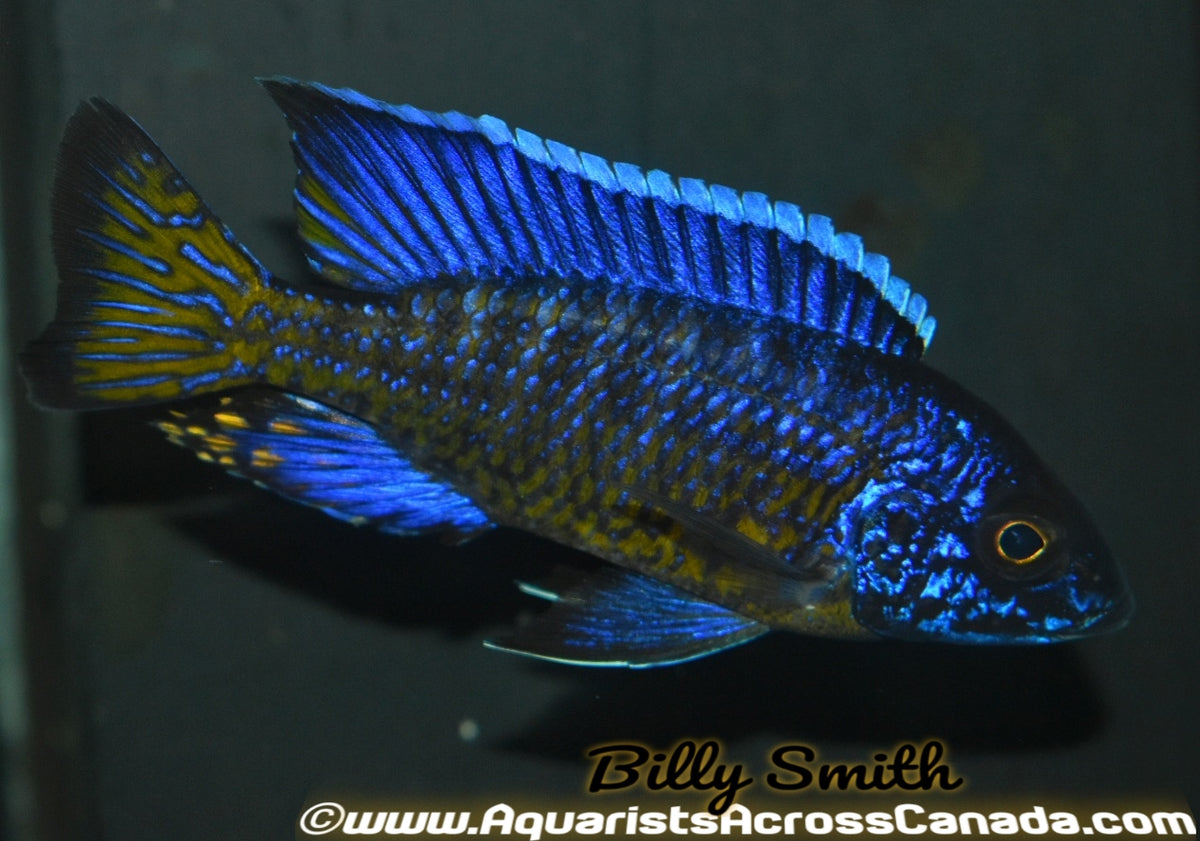 AULONOCARA STUARTGRANTI NGARA "FLAMETAIL" (F1 HOUSEBRED) 2-2.5" - Aquarists Across Canada