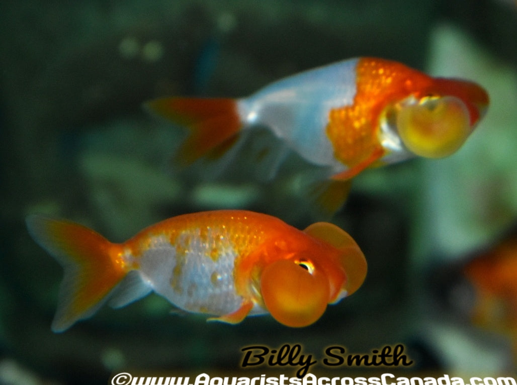 BUBBLE EYE (Carassius Auratus) 2.5" - Aquarists Across Canada