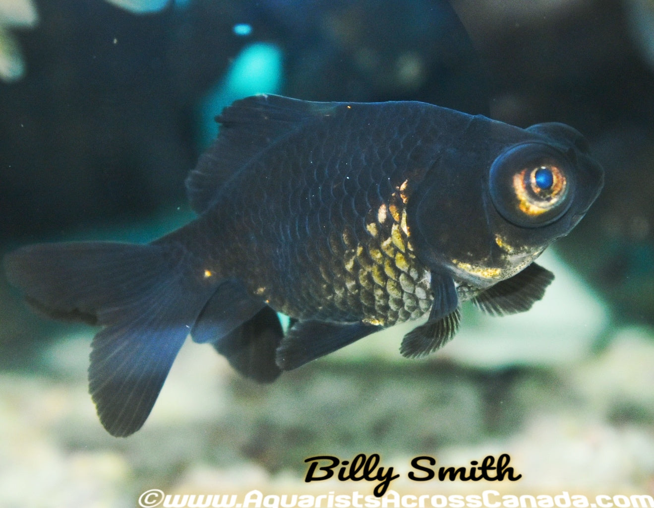 Black Moor Goldfish Carassius Auratus Weekender Tote Bag by Don