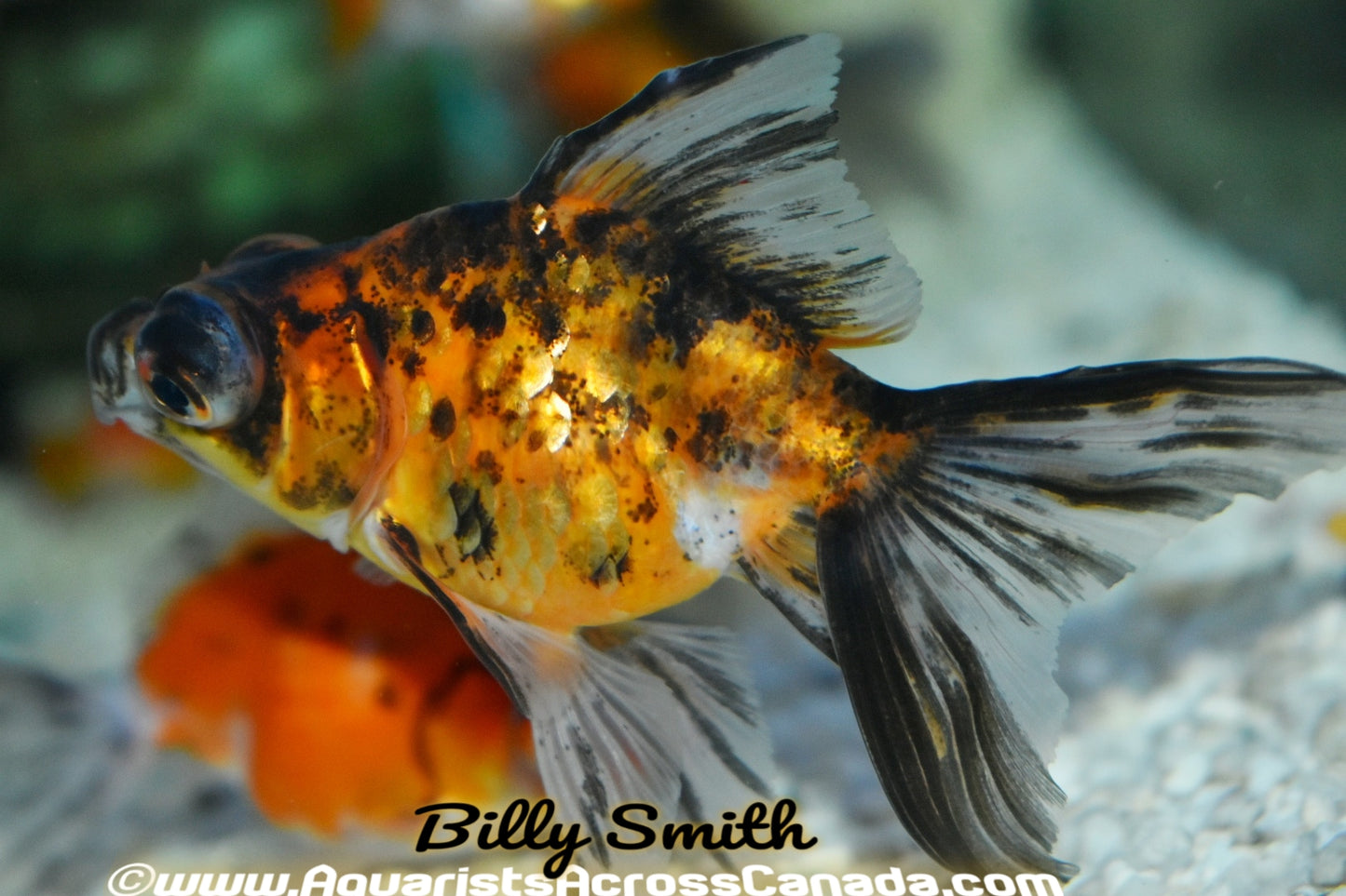 CALICO MOOR (Carassius Auratus) 3" - Aquarists Across Canada