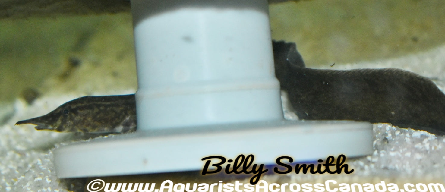 TIRE TRACK EEL (Mastacembelus armatus) - Aquarists Across Canada