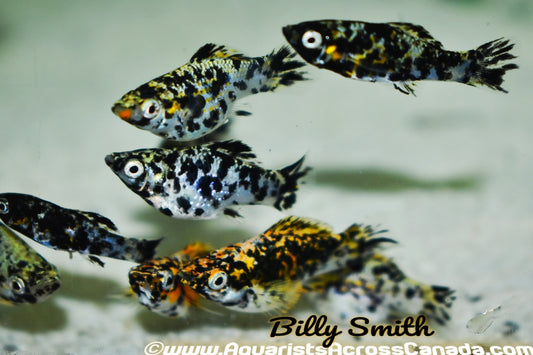 MOLLY ASSORTED (Poecilia sphenops) - Aquarists Across Canada
